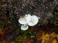 Crepidotus mollis image