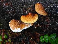 Fomitopsis pinicola image