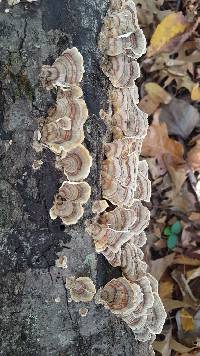 Trametes versicolor image