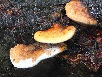 Fomitopsis pinicola image