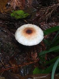 Lepiota castaneidisca image