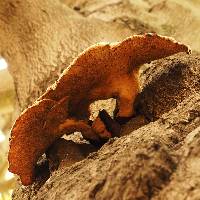 Polyporus squamosus image
