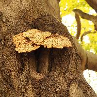 Polyporus squamosus image