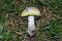 Amanita phalloides image