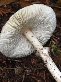 Lepiota castaneidisca image