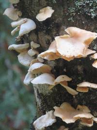 Pleurotus ostreatus image