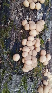 Lycoperdon pyriforme image