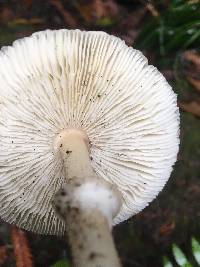 Lepiota castaneidisca image