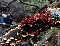 Tremella foliacea image