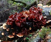 Tremella foliacea image