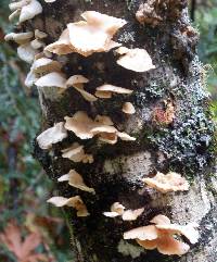 Pleurotus ostreatus image