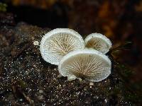 Crepidotus mollis image