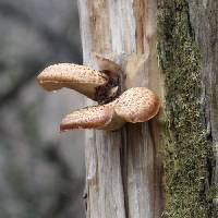 Polyporus squamosus image