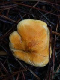 Hygrophoropsis aurantiaca image