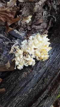 Hericium americanum image