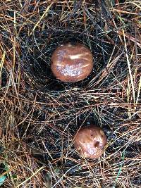 Suillus brevipes image