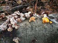 Tremella aurantia image