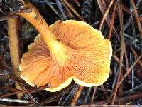 Hygrophoropsis aurantiaca image