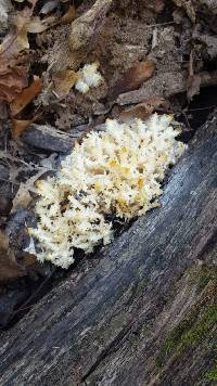 Hericium americanum image