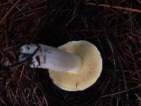 Suillus brevipes image