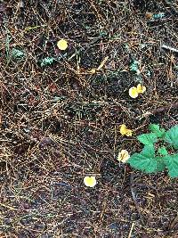 Hygrophoropsis aurantiaca image