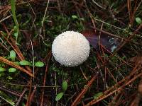 Lycoperdon perlatum image