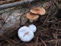 Entoloma abortivum image