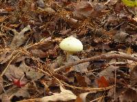 Amanita phalloides image