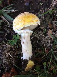 Agaricus xanthodermus image