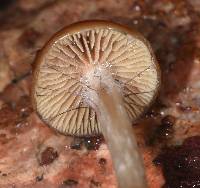 Psilocybe cyanescens image