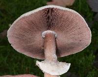 Agaricus californicus image