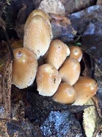 Coprinellus micaceus image