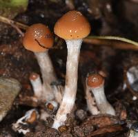 Psilocybe cyanescens image