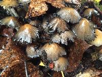 Coprinellus micaceus image