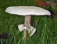 Agaricus californicus image