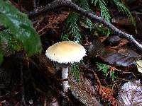 Stropharia ambigua image