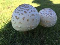 Chlorophyllum molybdites image