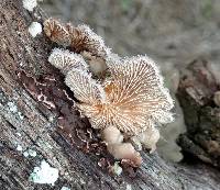 Schizophyllum commune image