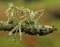 Ramalina farinacea image