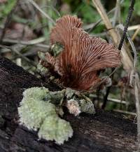 Schizophyllum commune image