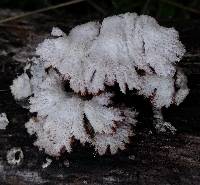 Schizophyllum commune image