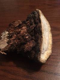 Fomes fomentarius image