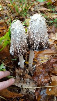 Coprinus comatus image