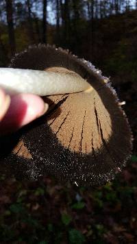 Coprinus comatus image