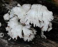 Schizophyllum commune image