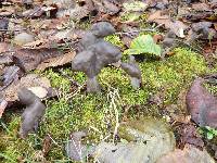 Helvella lacunosa image