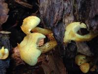 Hypholoma fasciculare image