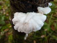 Schizophyllum commune image