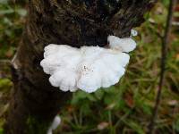 Schizophyllum commune image