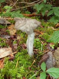 Helvella lacunosa image